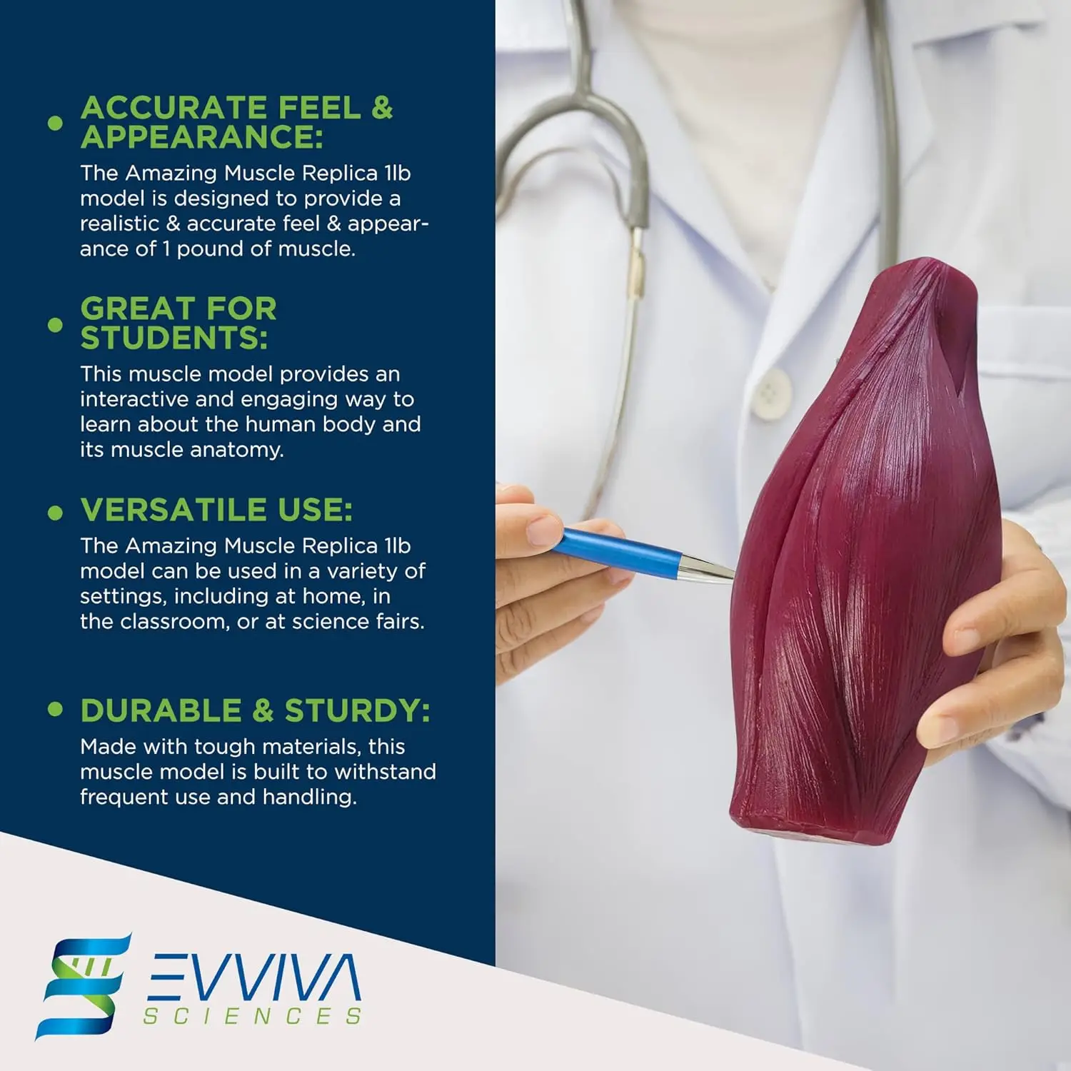 Nutrition Of Fitness - Human Muscle and Fat Replicas Health