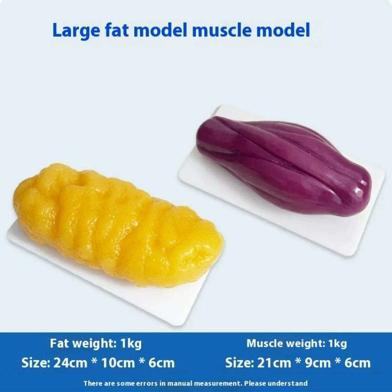 Nutrition Fitness Health - Human Muscle and Fat Replicas Health
